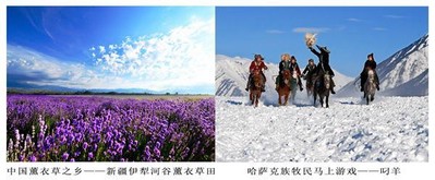 中國薰衣草之鄉(xiāng) -- 新疆伊犁河谷薰衣草田；哈薩克族牧民馬上游戲 -- 叼羊